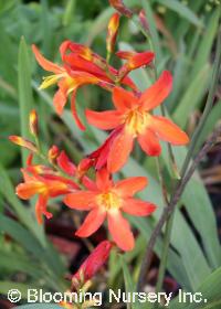 Crocosmia 'James Coey'